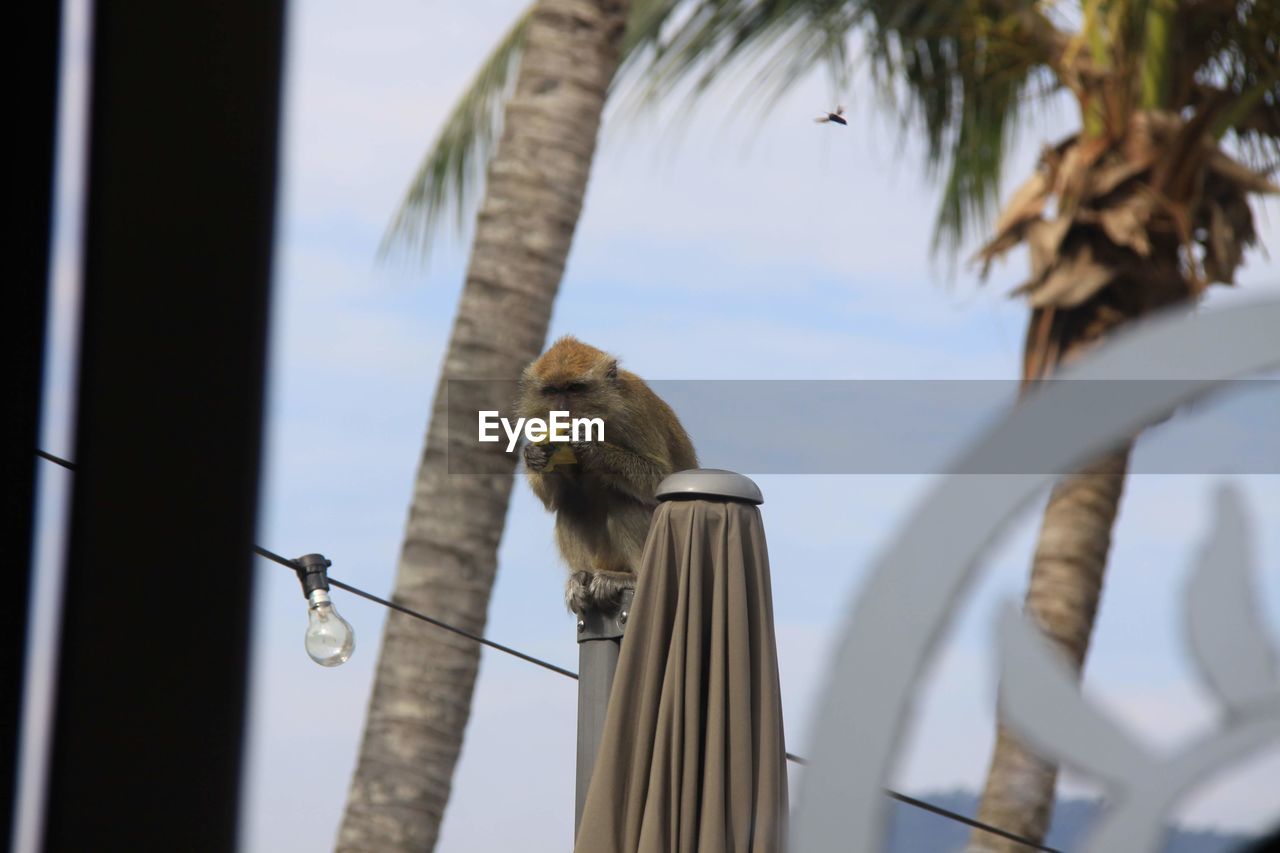 LOW ANGLE VIEW OF A BIRD PERCHING ON A CAT