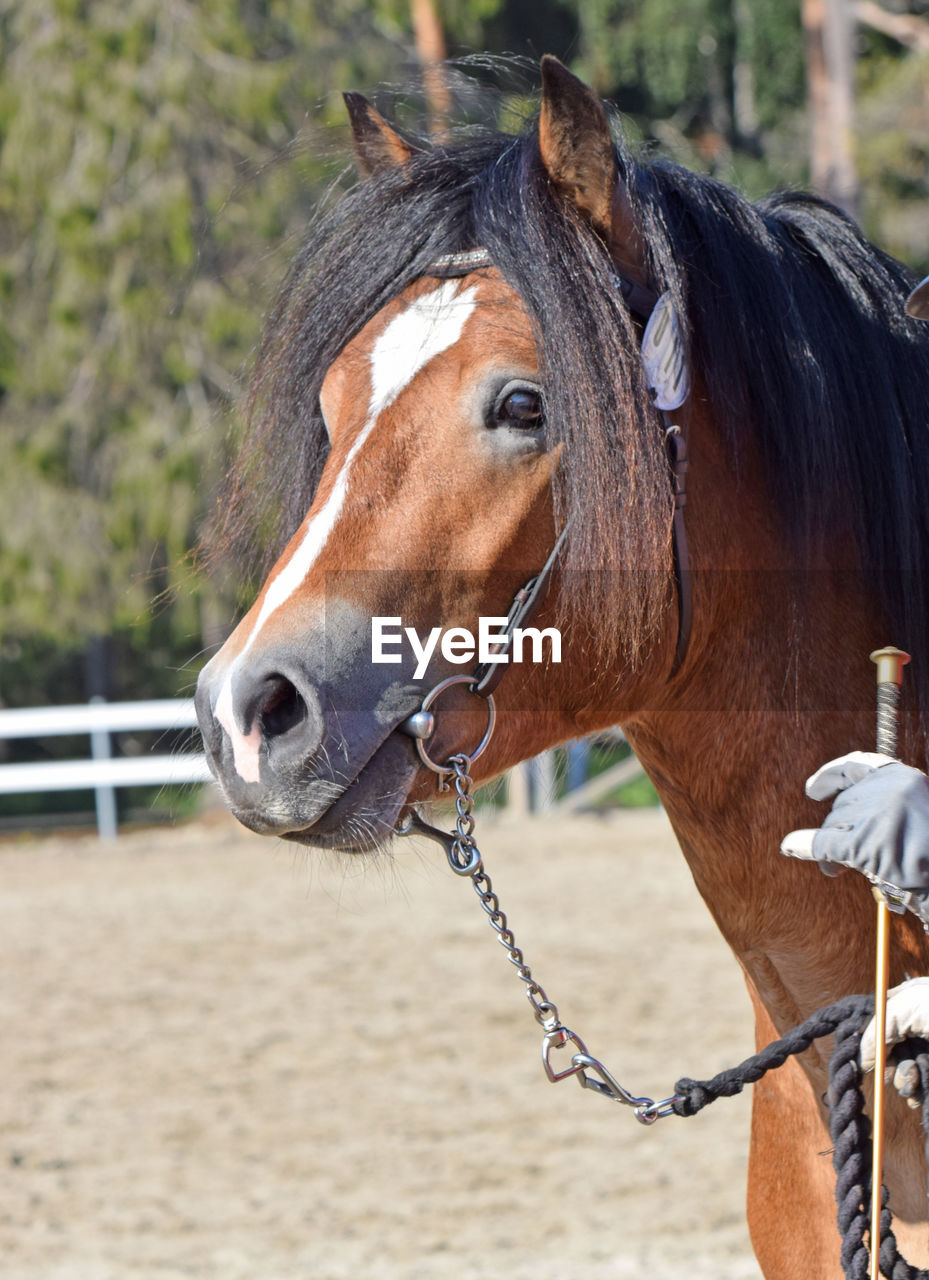 horse, animal, animal themes, mammal, domestic animals, animal wildlife, livestock, halter, one animal, pet, bridle, mane, stallion, mare, rein, brown, mustang horse, animal head, animal body part, land, equestrian sport, day, herbivorous, nature, focus on foreground, working animal, close-up, no people, outdoors, horse tack, horseback riding