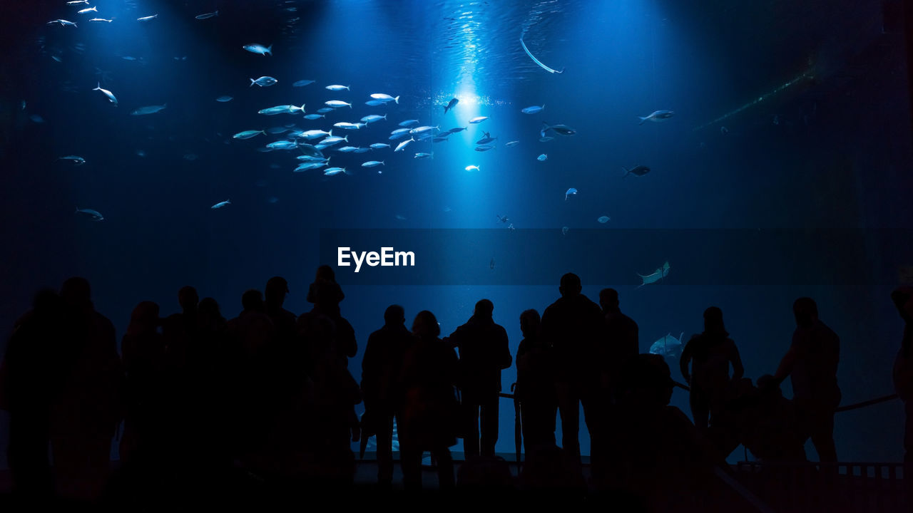 Silhouette people looking at aquarium