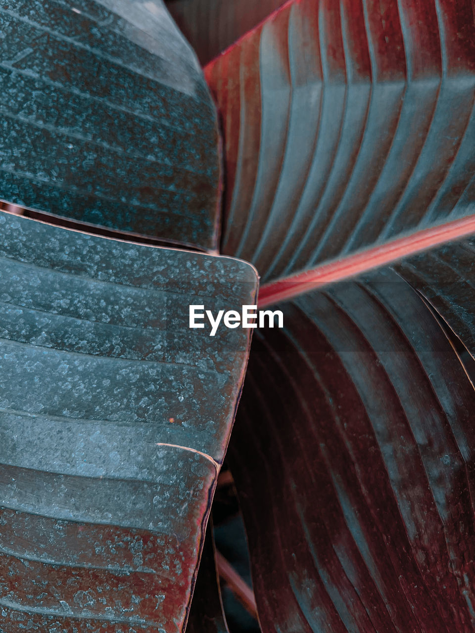 Close-up of green leaves