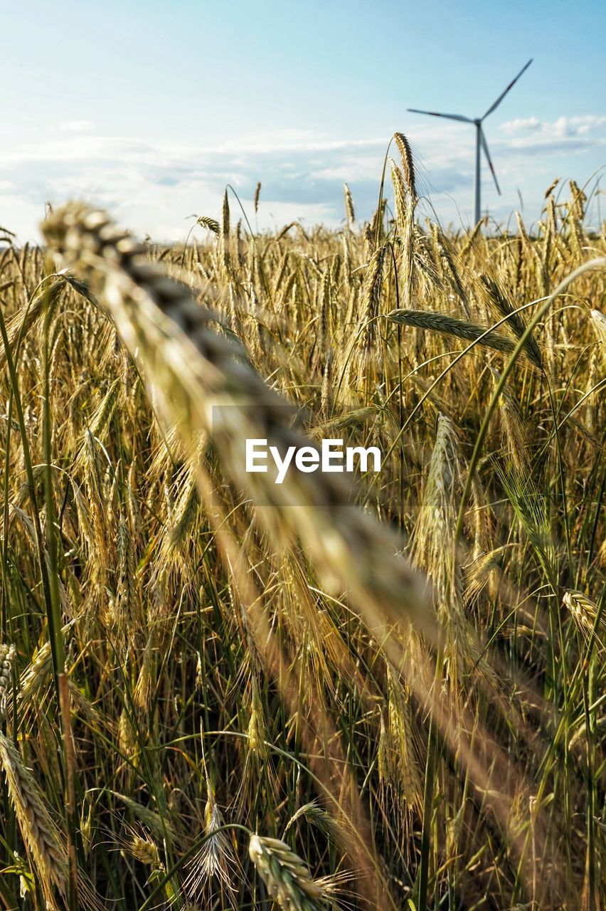 VIEW OF STALKS IN FIELD