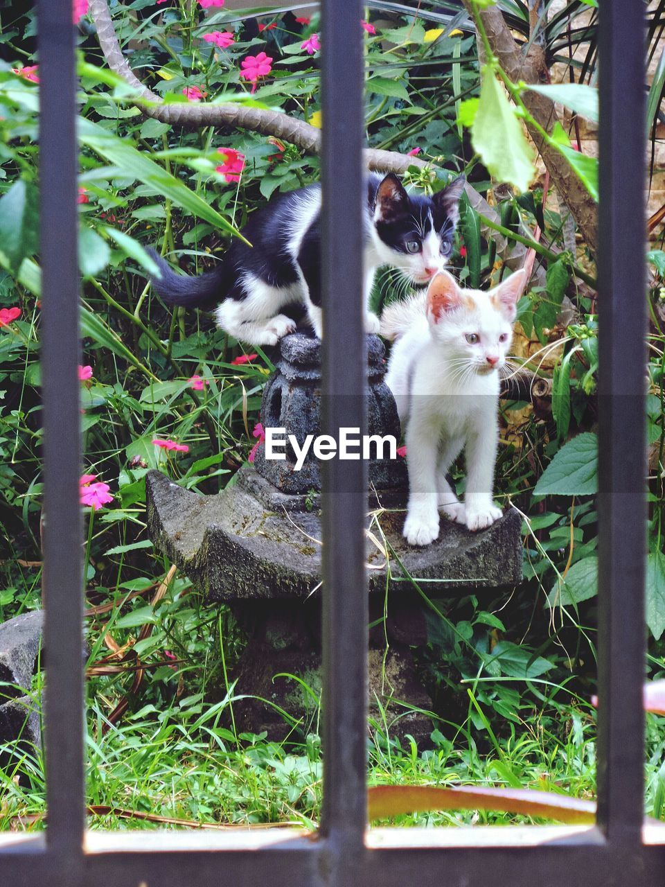 Cats in backyard seen through metal gate