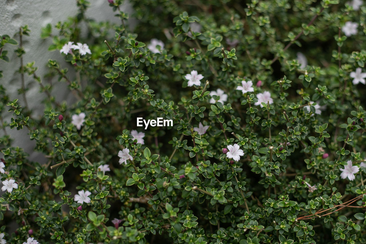 CLOSE-UP OF FLOWERING PLANTS