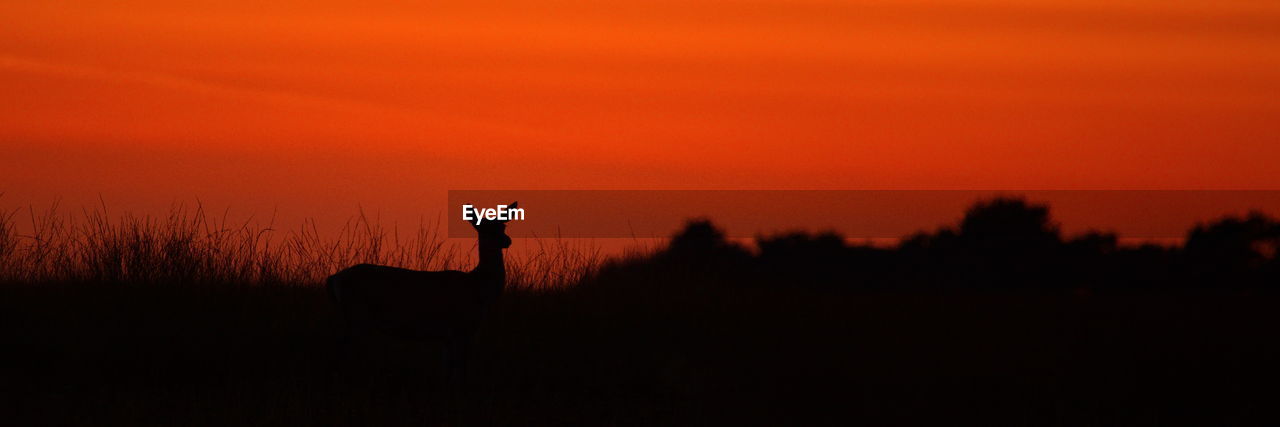 Silhouette deer sitting on landscape against sky during sunset