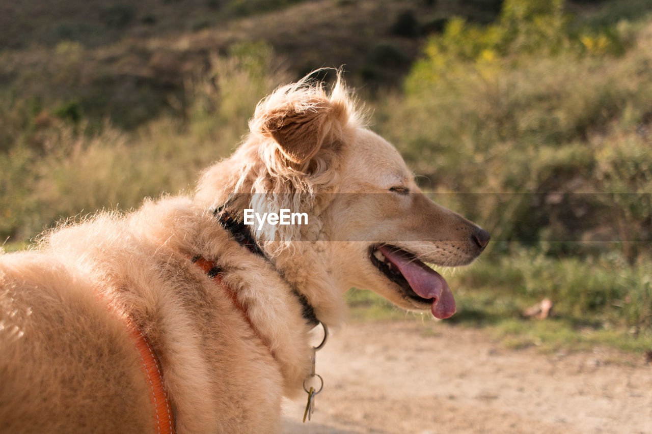 Close-up of a dog looking away