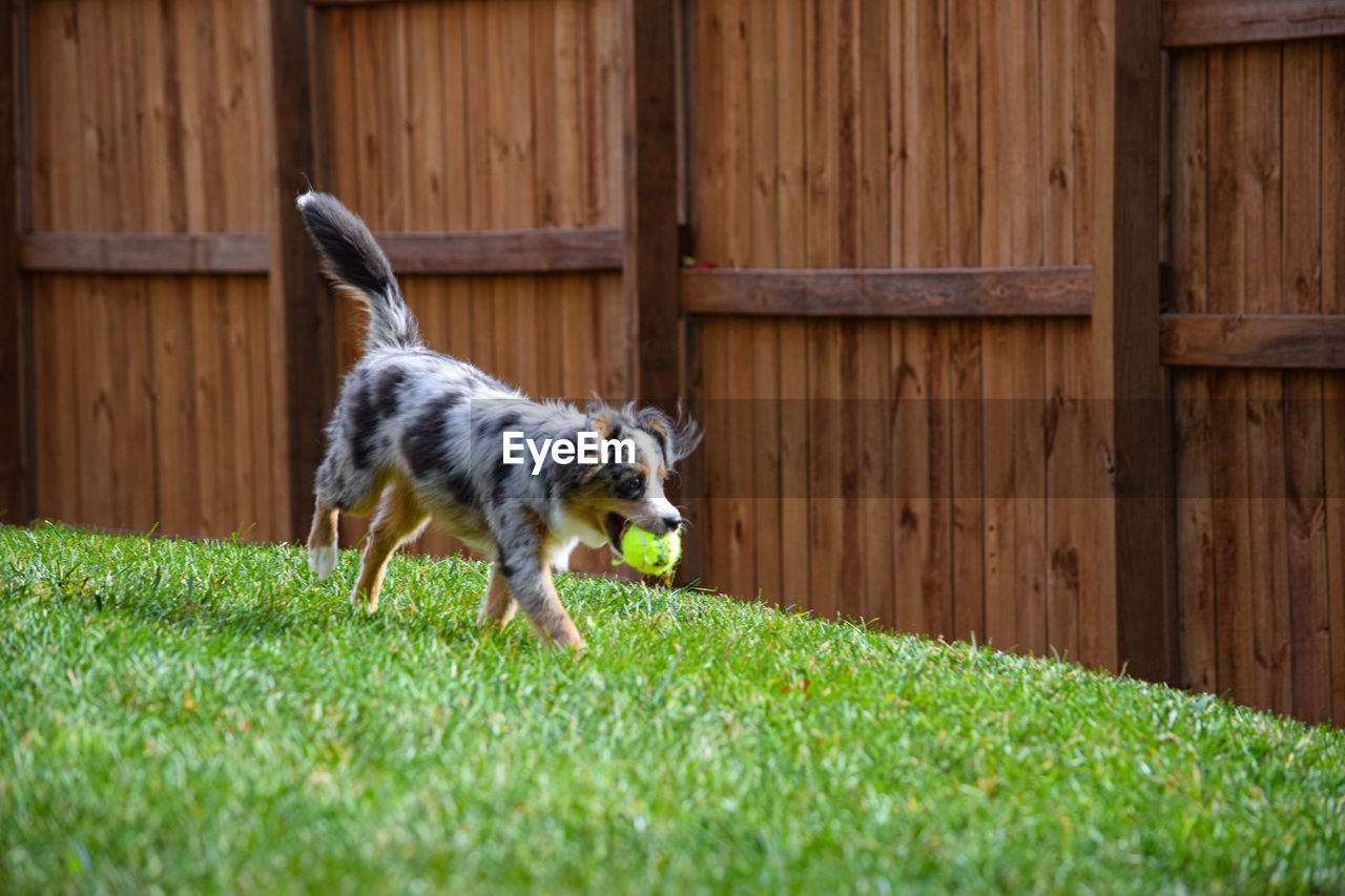 mammal, one animal, animal themes, animal, domestic animals, pet, dog, canine, grass, plant, lawn, nature, front or back yard, no people, wood, green, running, motion, day, architecture, outdoors, puppy, built structure
