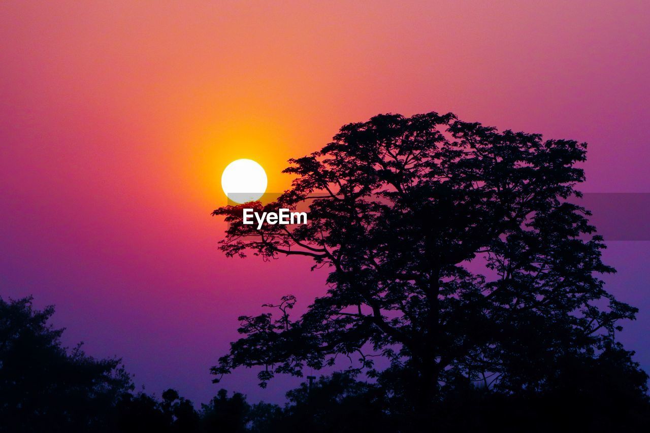 LOW ANGLE VIEW OF SILHOUETTE TREE AGAINST ORANGE SKY