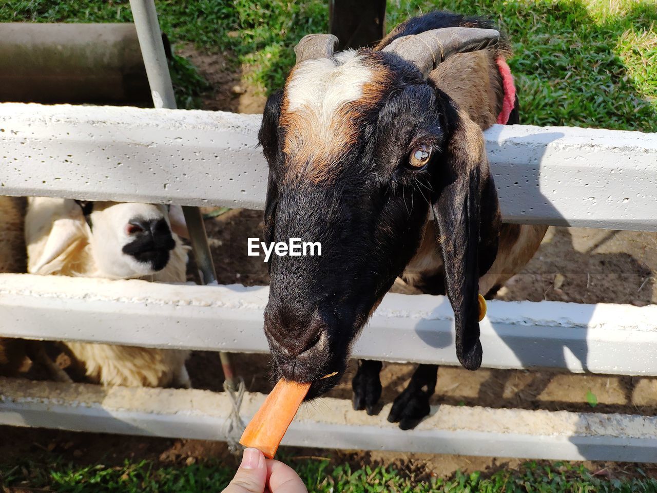 Sheep feeding in the farm