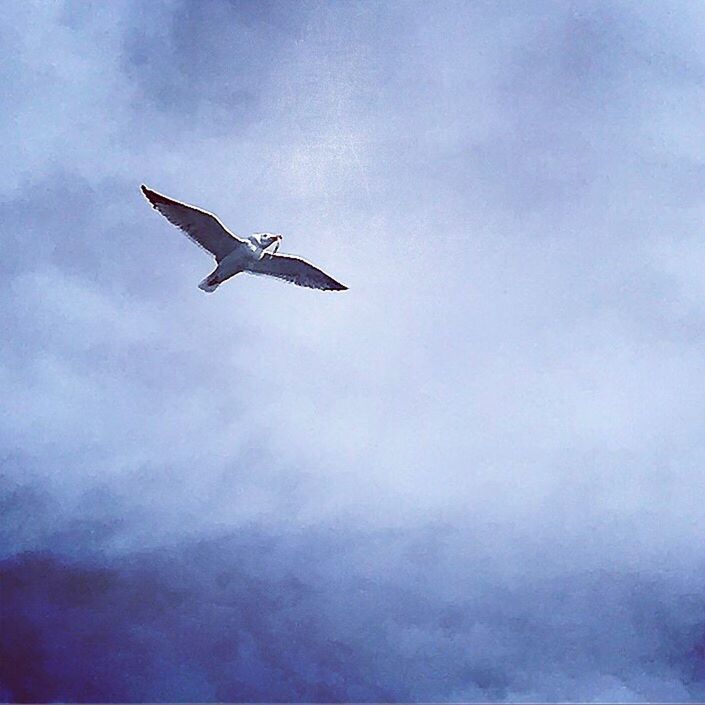 LOW ANGLE VIEW OF BIRDS FLYING IN SKY