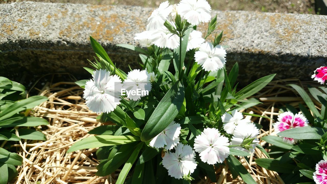 CLOSE-UP OF WHITE FLOWERS BLOOMING