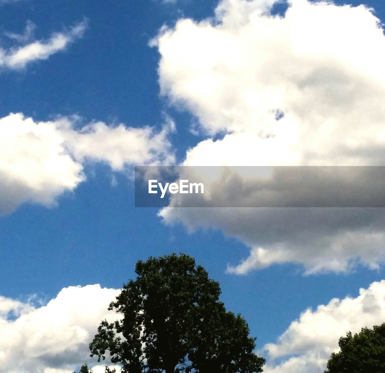 LOW ANGLE VIEW OF TREES AGAINST CLOUDY SKY