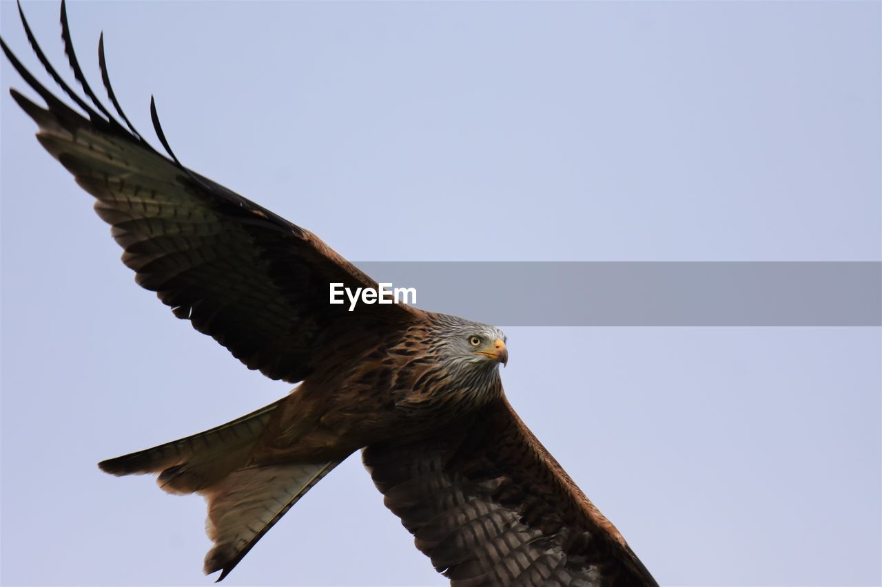 Low angle view of red kite flying against clear sky