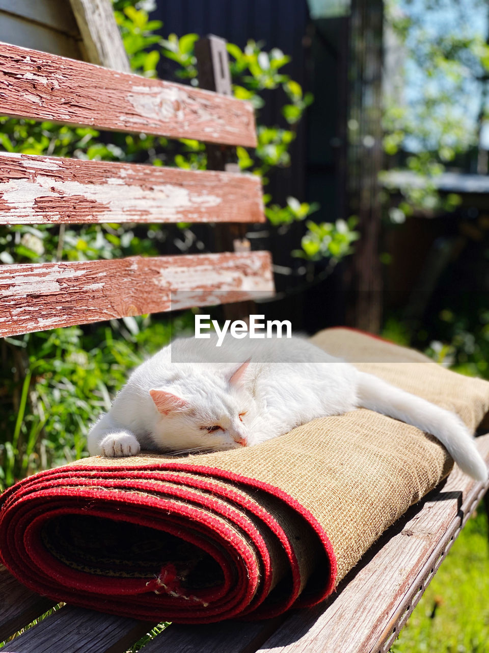 High angle view of cat sleeping on bench