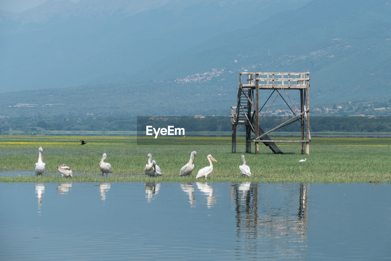 White pelicans et damaltian pelicans