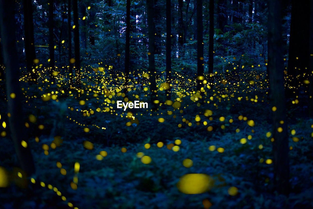 Close-up of yellow flowering plants by trees in forest