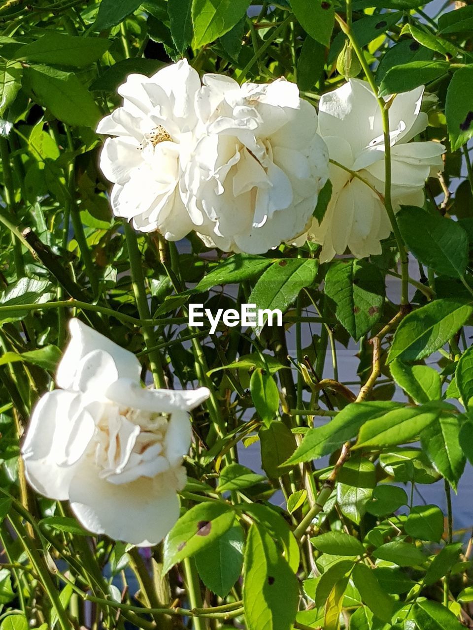 CLOSE-UP OF WHITE ROSES ON PLANT