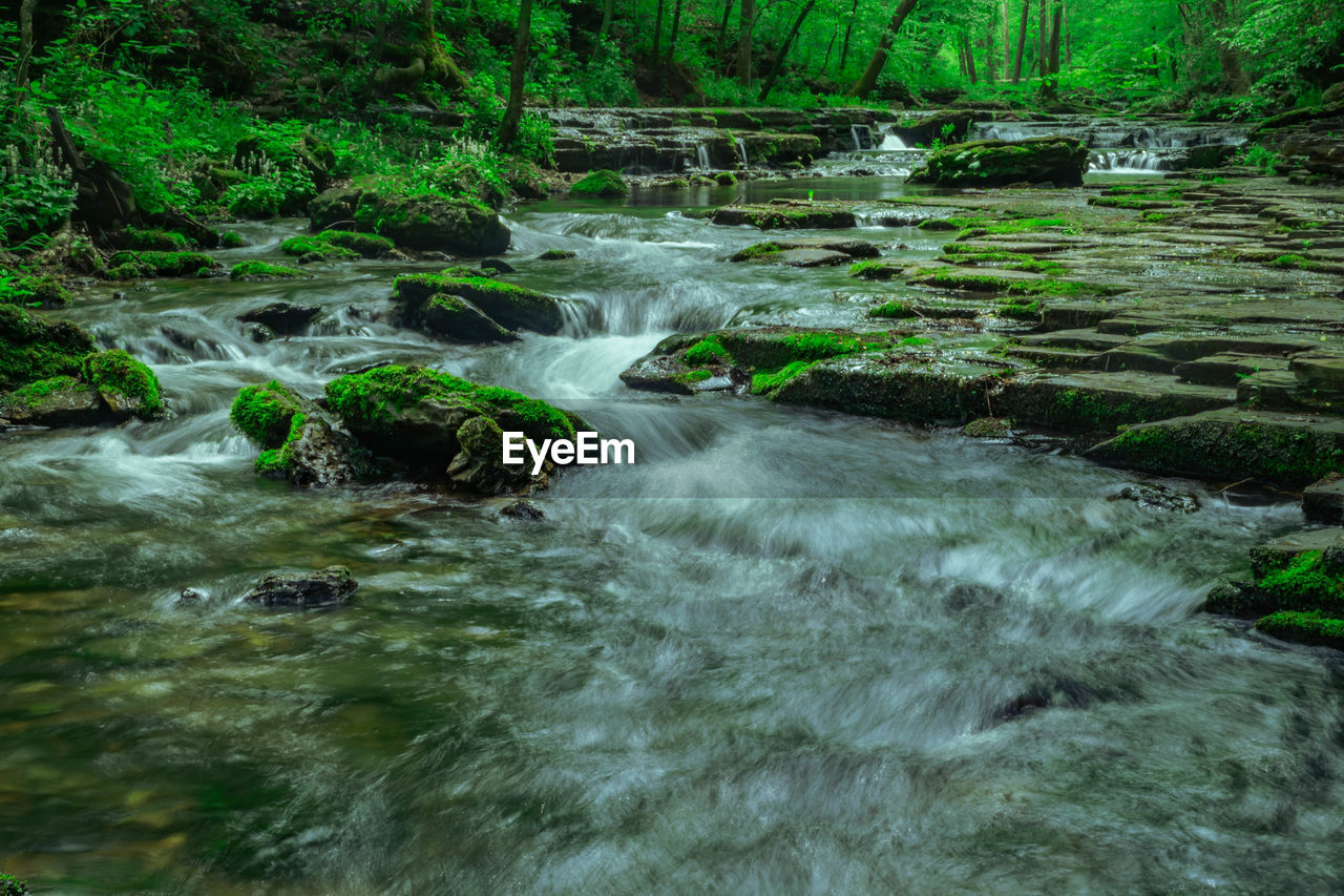 Scenic view of river flowing in forest