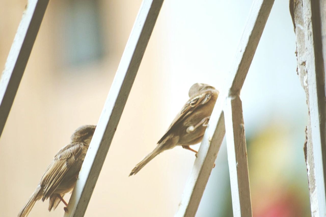 LOW ANGLE VIEW OF BIRD PERCHING ON WALL