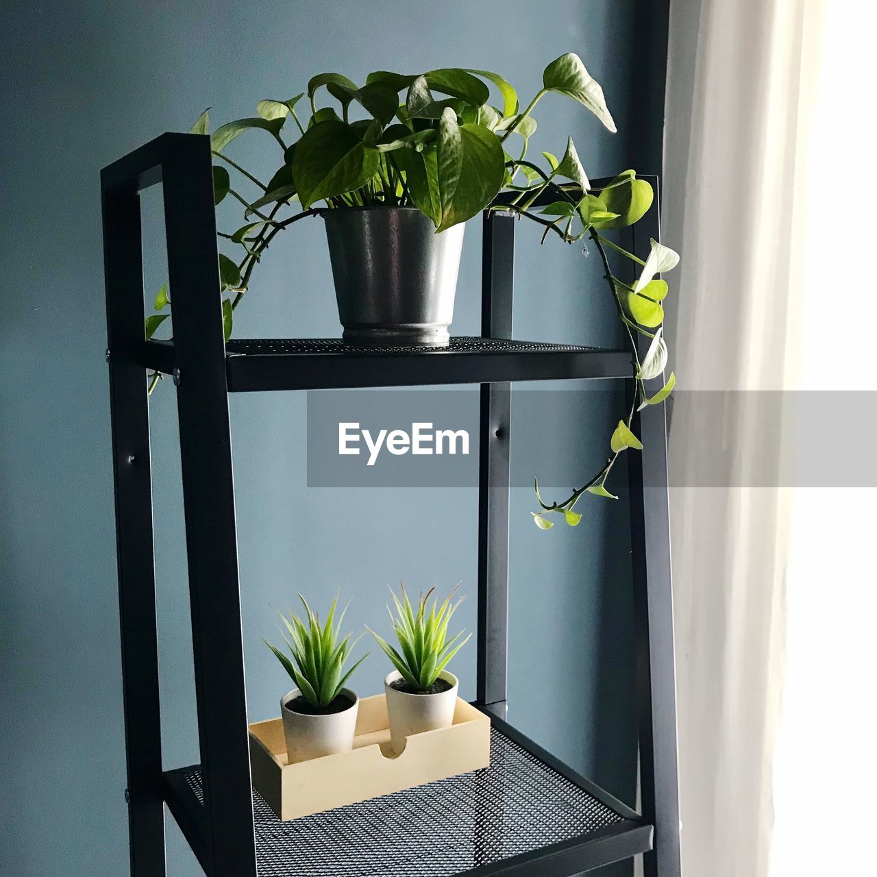 POTTED PLANT ON WINDOW SILL