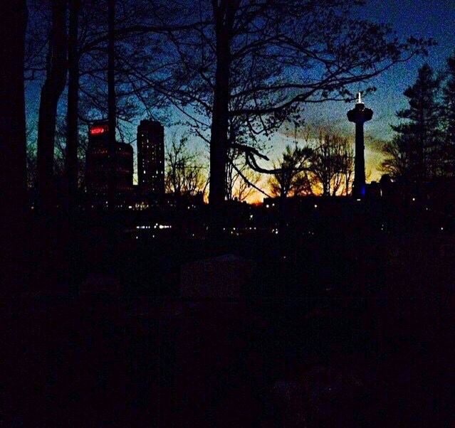 SILHOUETTE OF TREES AT NIGHT