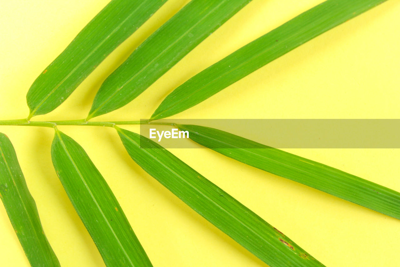 Full frame shot of fresh green leaf