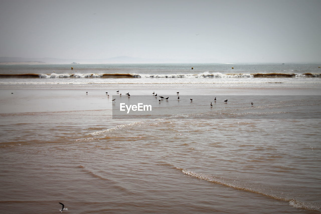 Birds at beach against sky