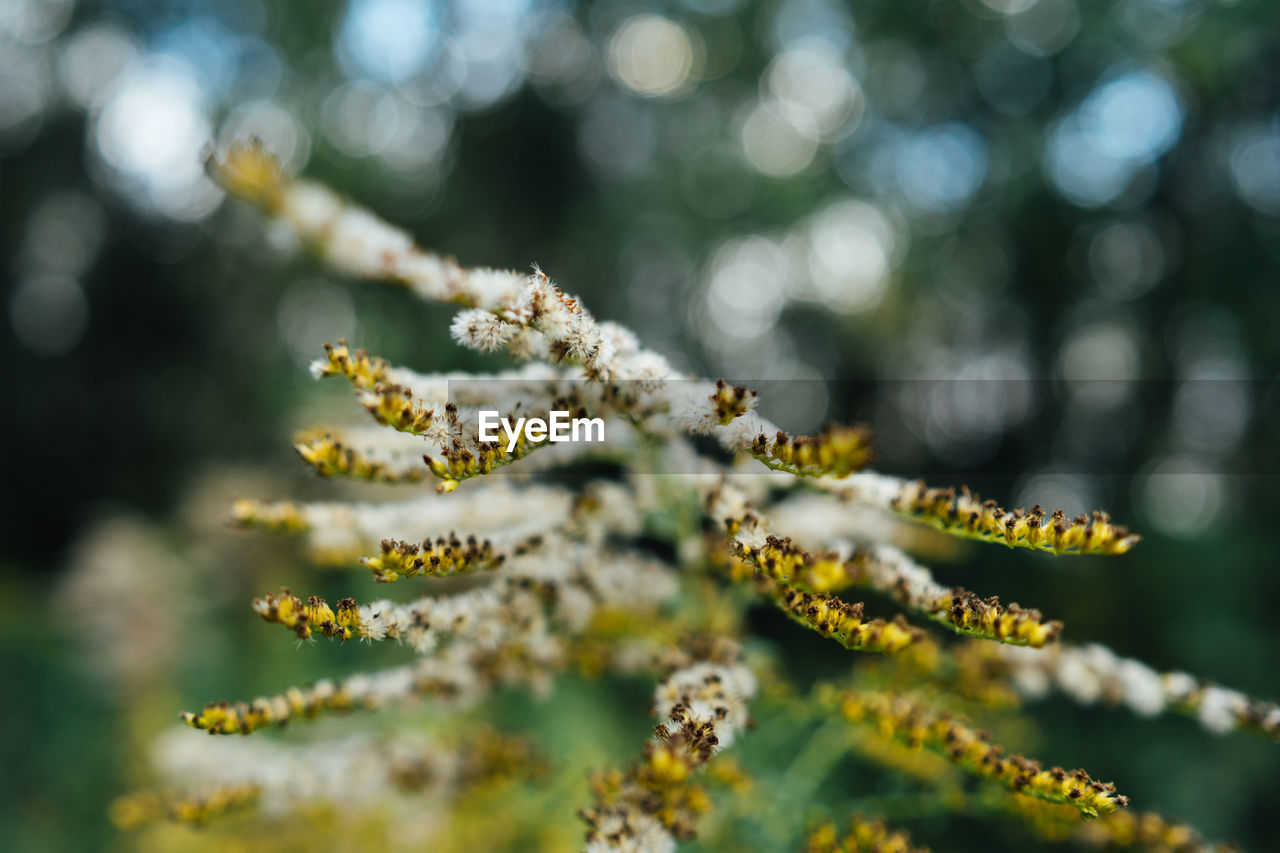 Close-up of frost on tree