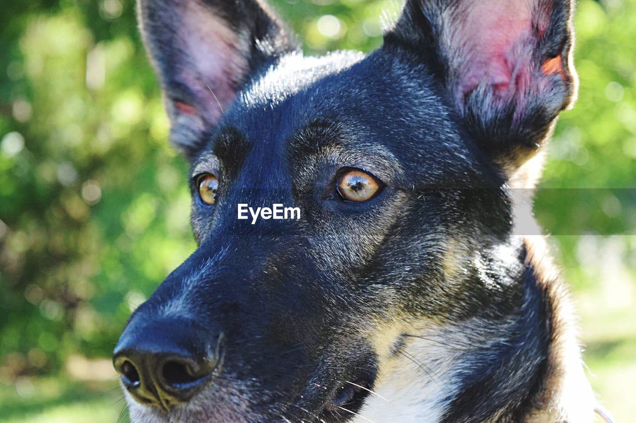 CLOSE-UP OF DOG LOOKING UP