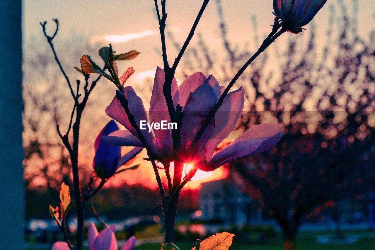 CLOSE-UP OF FLOWERING PLANT AGAINST ORANGE SKY