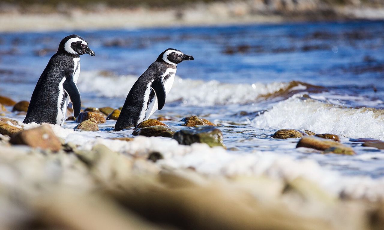 Penguins at beach