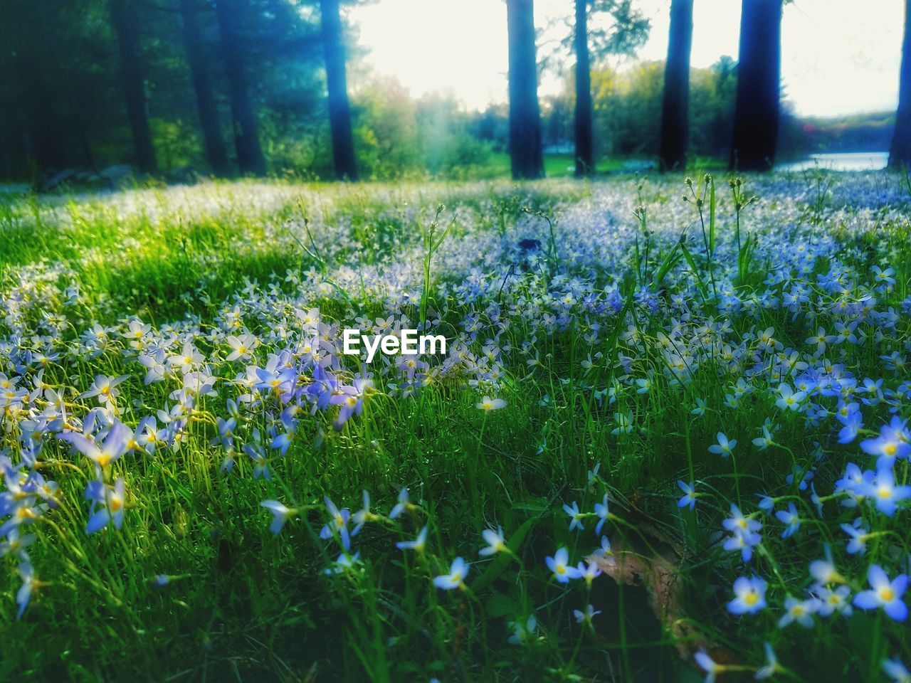 FLOWERS BLOOMING ON FIELD