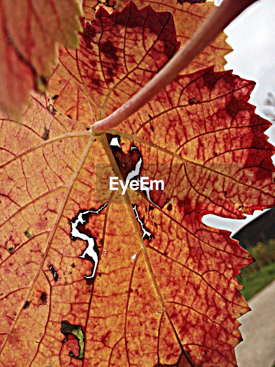 Autumn leaf against sky