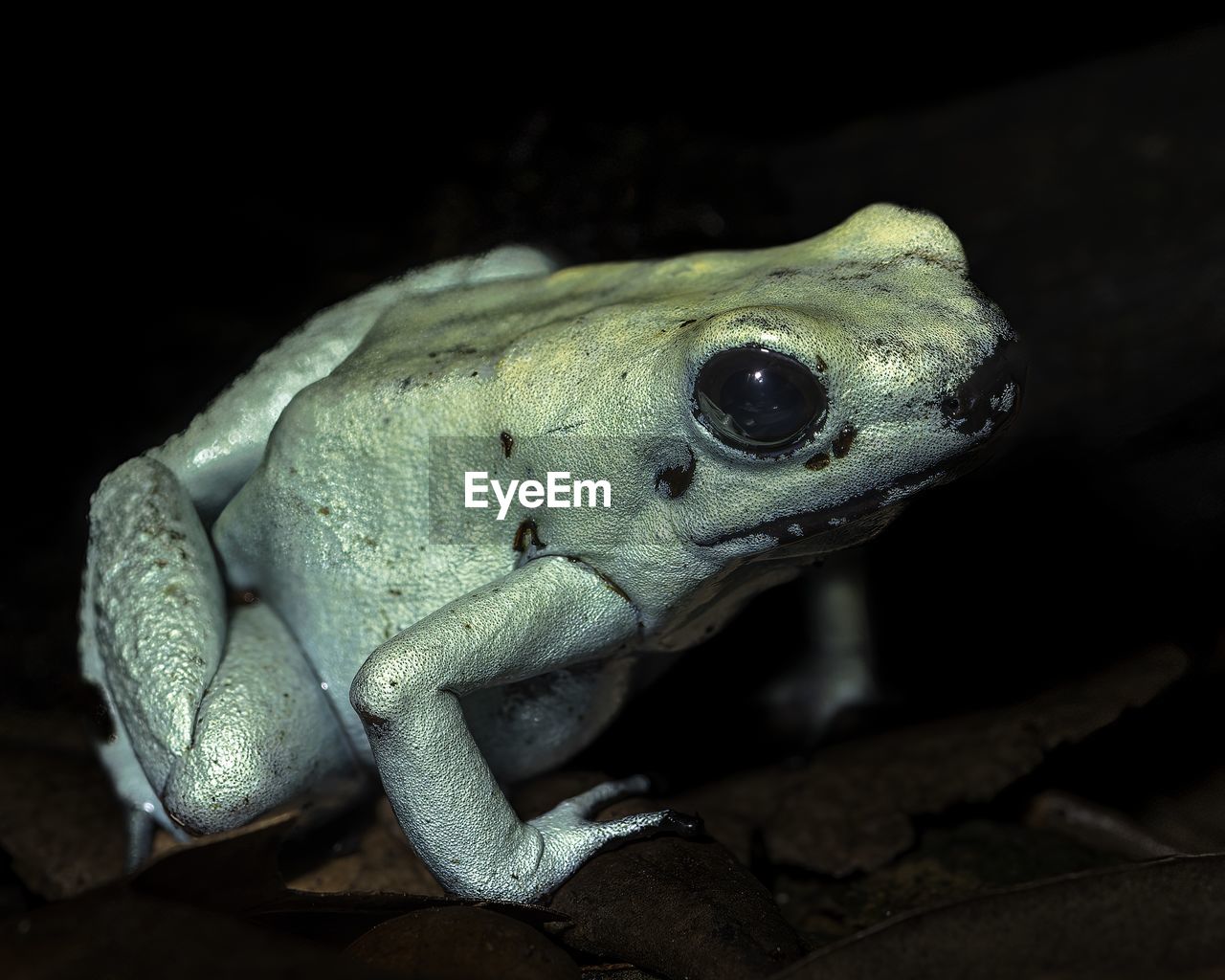 close-up of frog on leaf