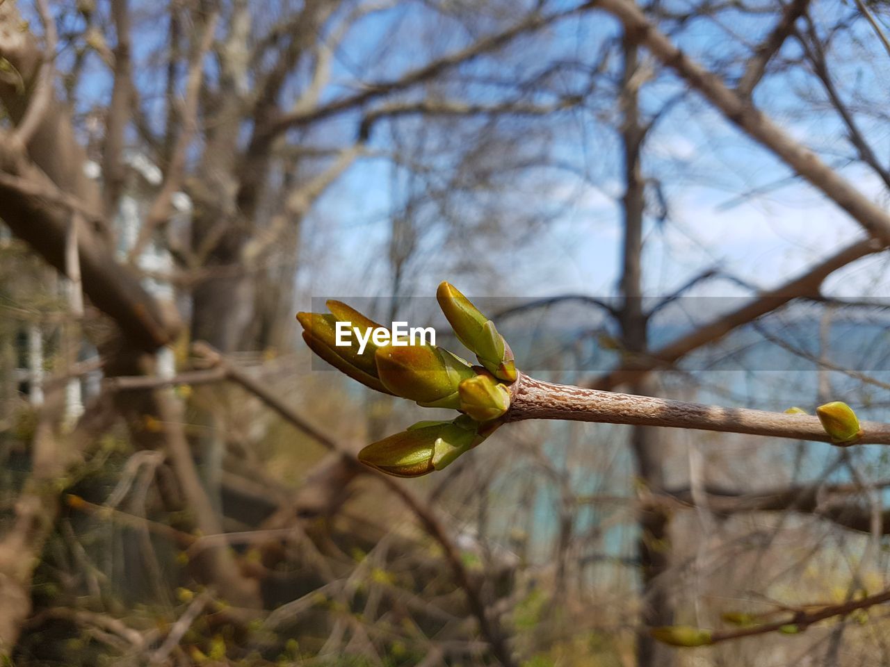 Close-up of yellow flower buds on branch