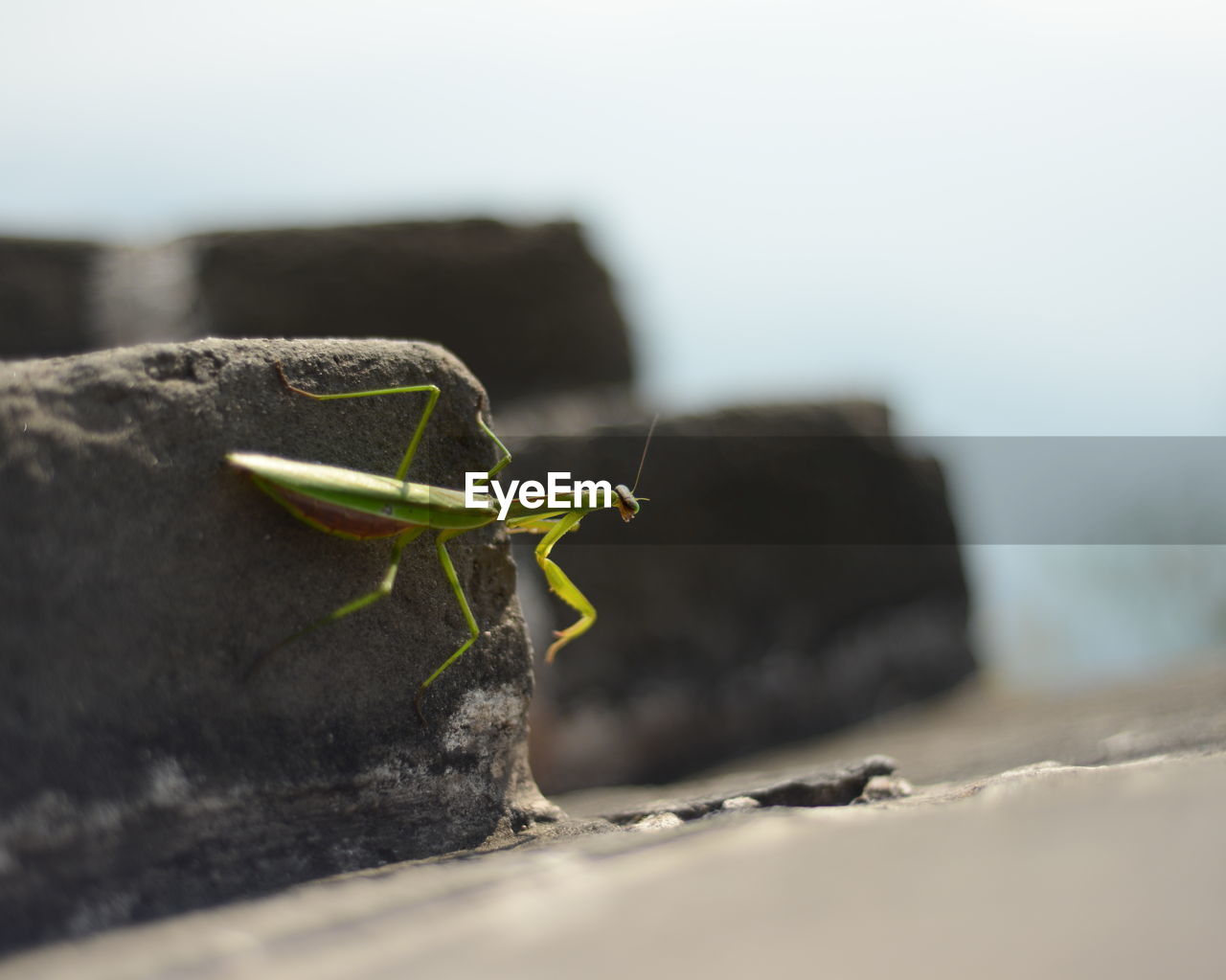 Praying mantis on fortified wall at great wall of china