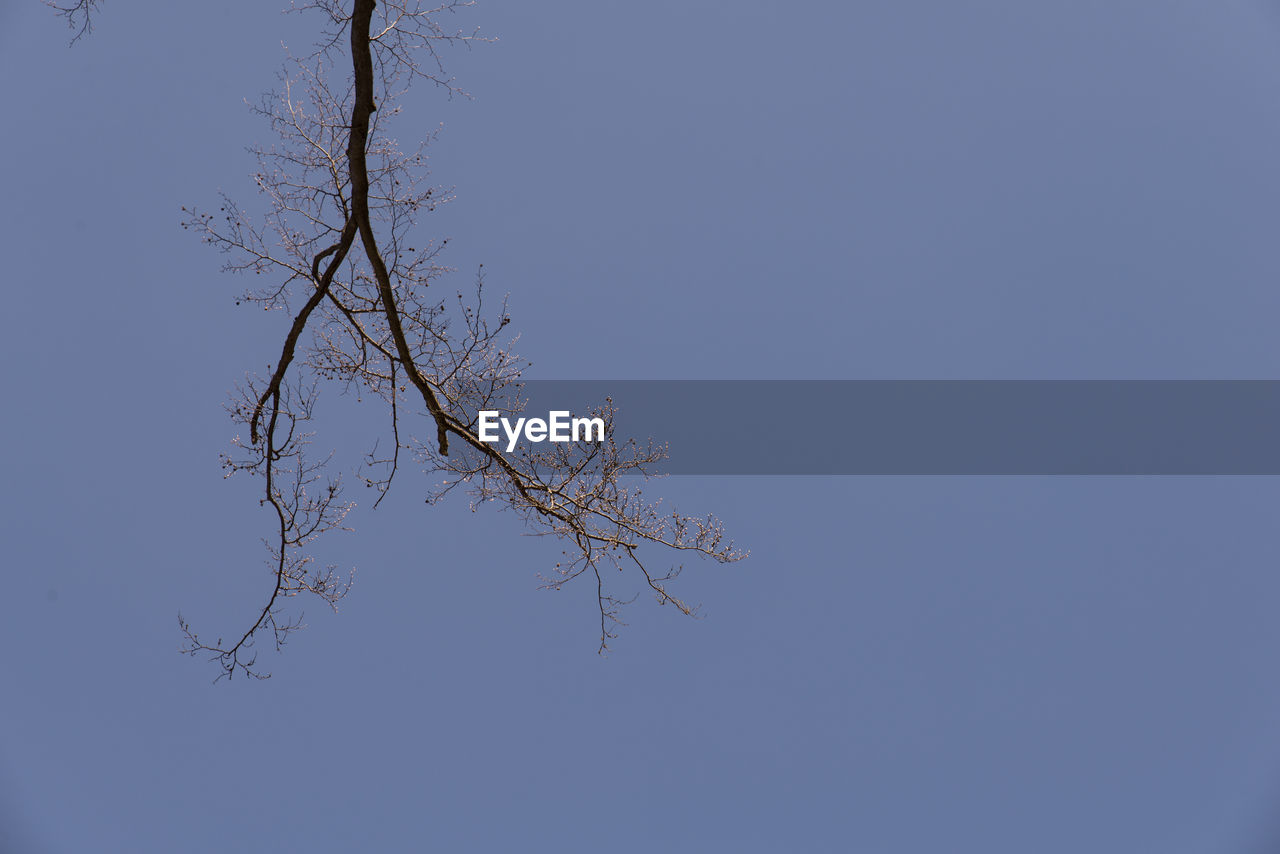 LOW ANGLE VIEW OF SILHOUETTE BARE TREE AGAINST CLEAR SKY