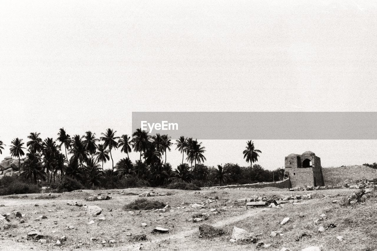 Palm trees on landscape against clear sky