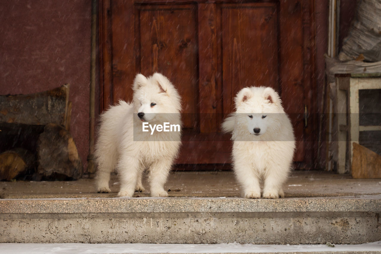 CLOSE-UP OF DOGS WITH DOOR