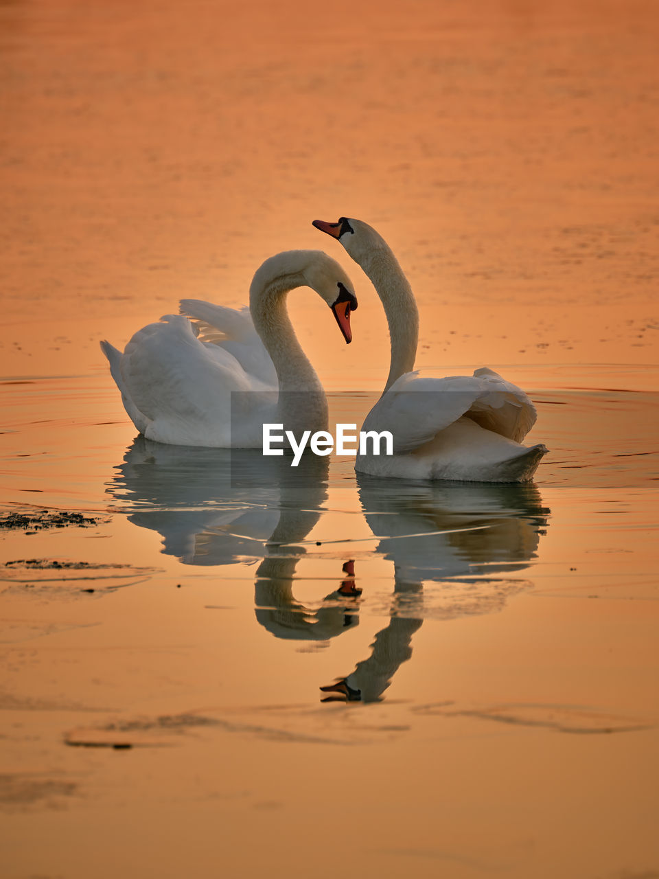 Two beautiful swans on the lake during sunset in winter