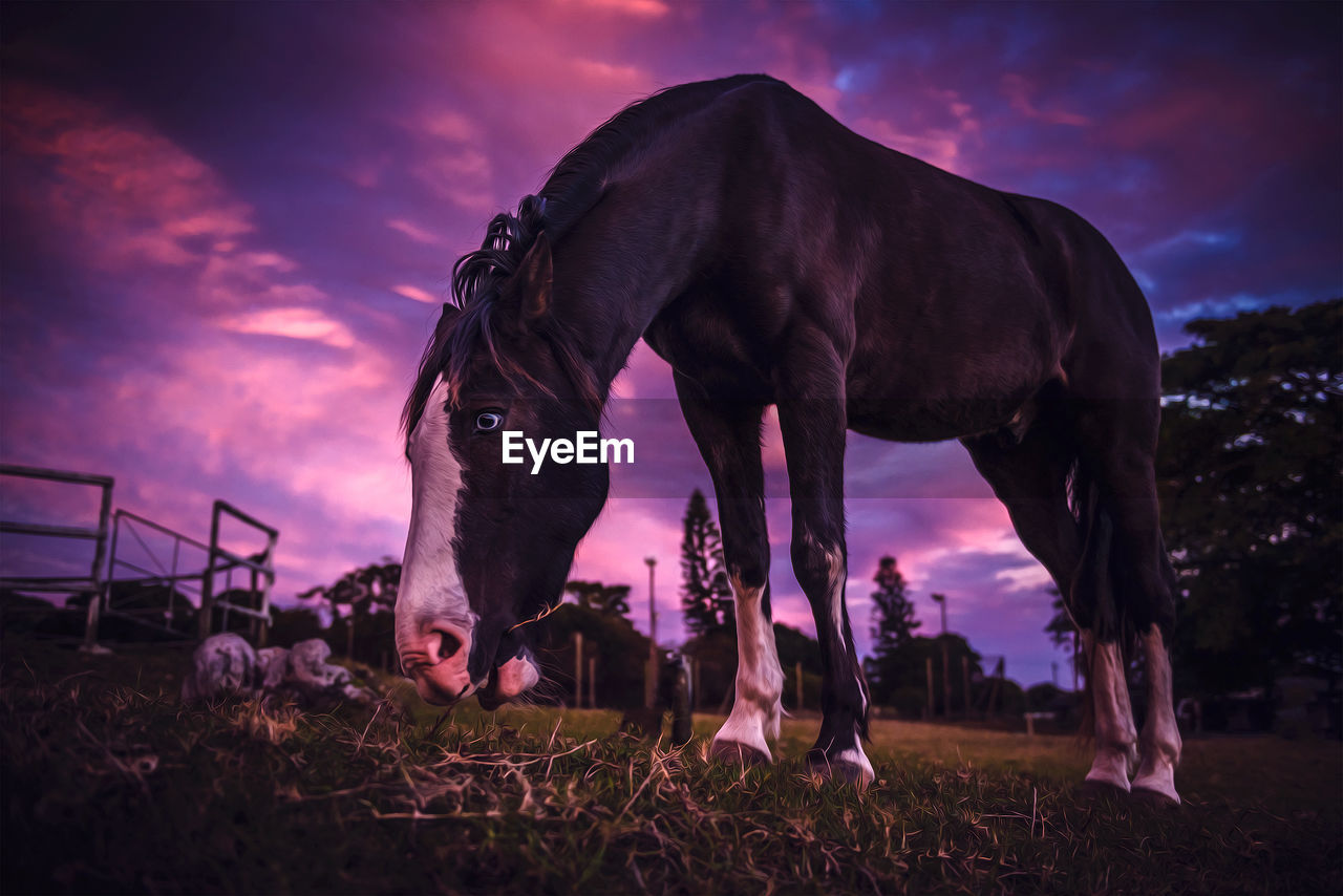 Low angle view of horse grazing on field against cloudy sky