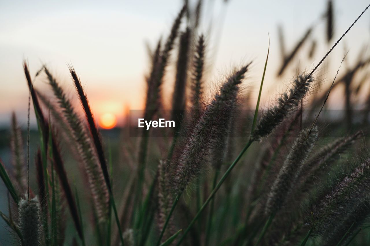 Close-up of fresh plants on field against sky