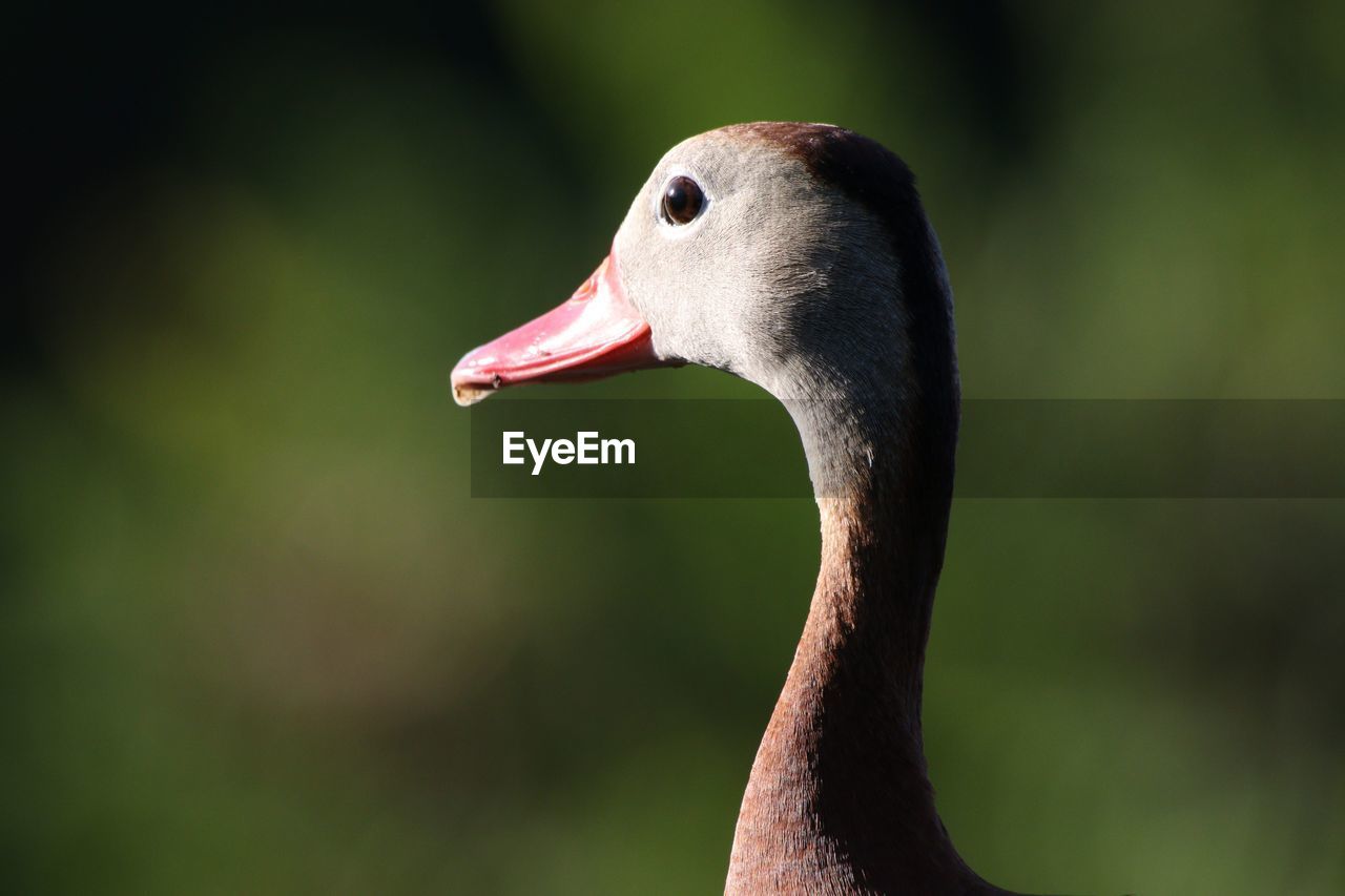 CLOSE-UP SIDE VIEW OF A BIRD