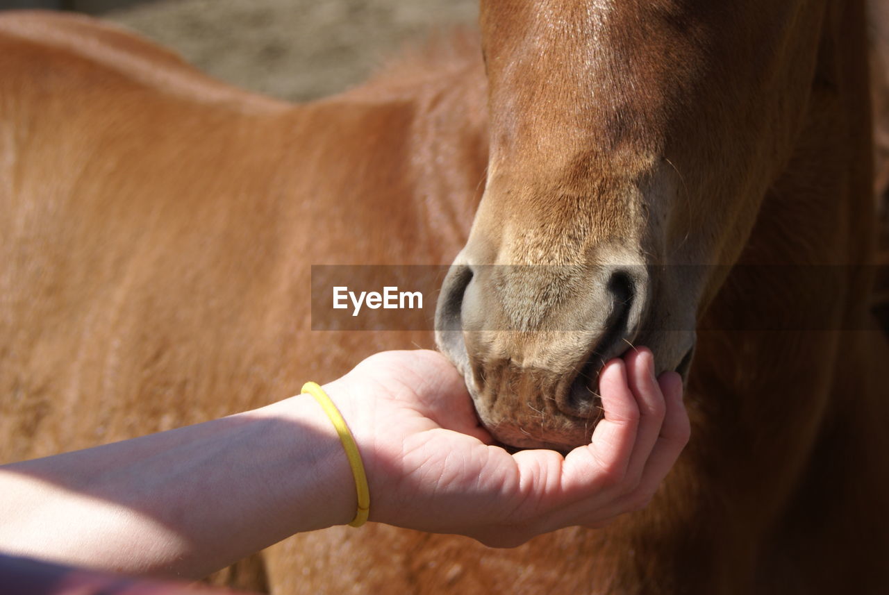 Close-up of a hand feeding a horse