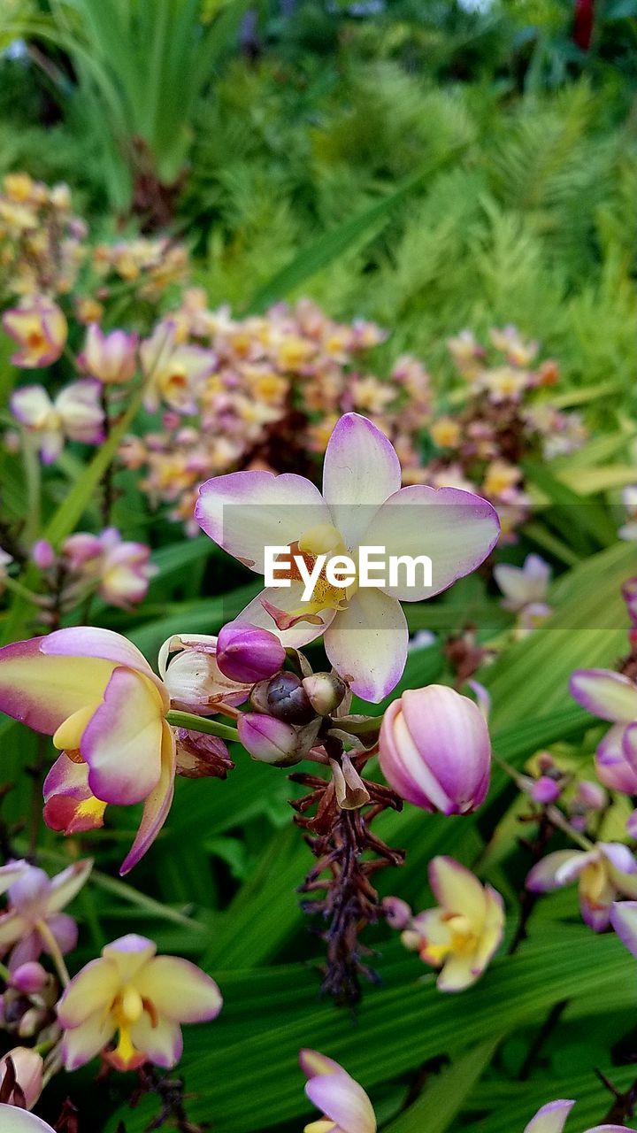 CLOSE-UP OF BLOOMING FLOWERS