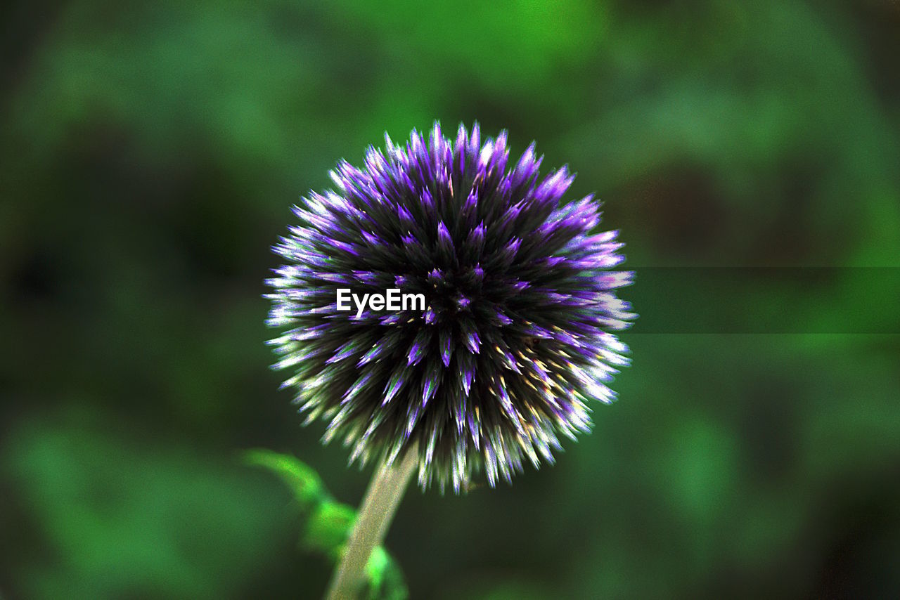 CLOSE-UP OF PURPLE FLOWERS