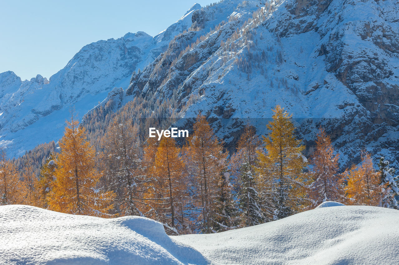 Autumn colored larch trees and in the background snow-capped dolomite mountain