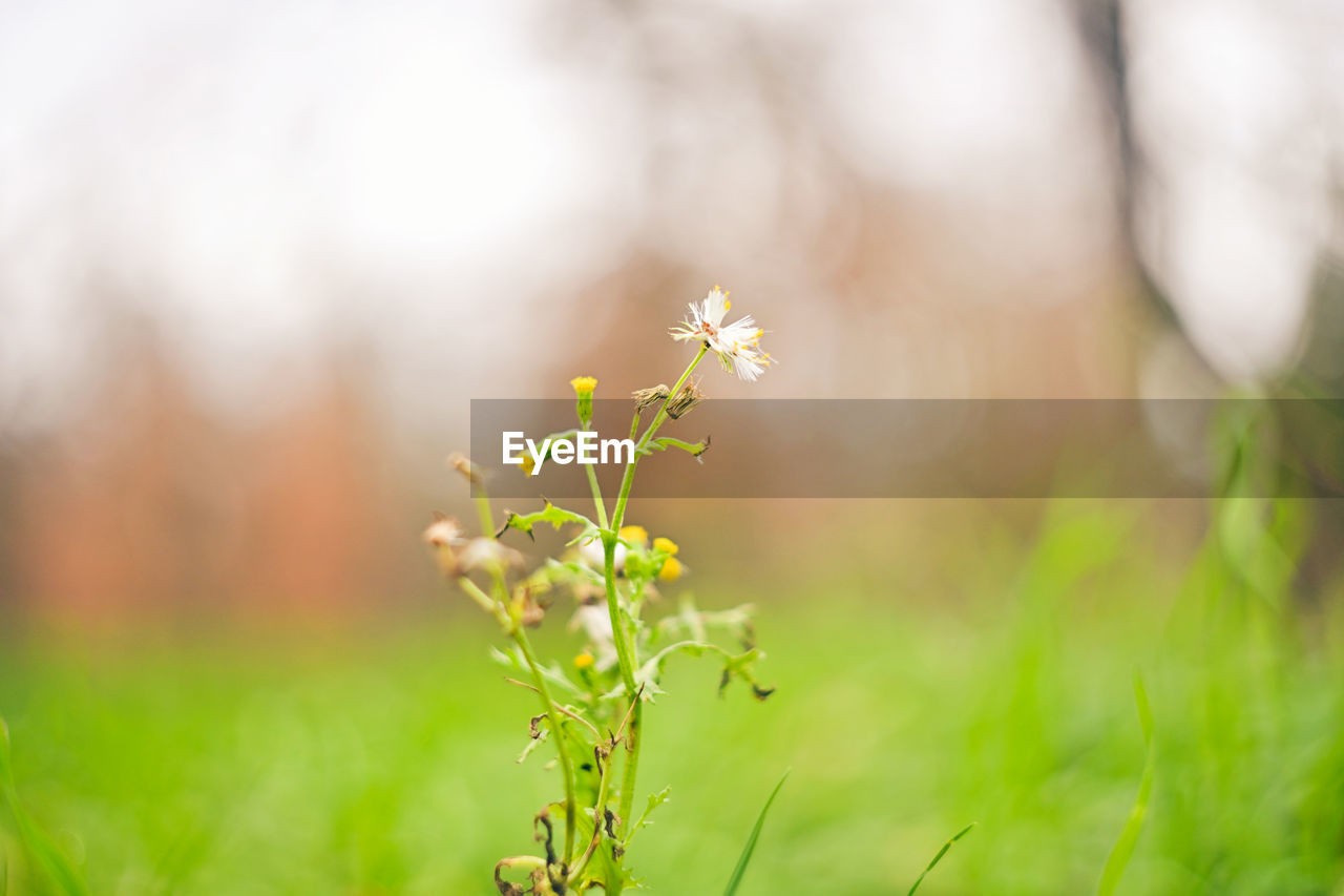 plant, green, nature, flower, grass, beauty in nature, sunlight, field, environment, flowering plant, land, landscape, freshness, plain, summer, springtime, meadow, leaf, close-up, macro photography, growth, no people, environmental conservation, outdoors, tree, plant part, sky, sun, selective focus, rural scene, tranquility, backgrounds, multi colored, yellow, social issues, defocused, food and drink, focus on foreground, blossom, food, back lit, non-urban scene, branch, vibrant color, copy space, day, front or back yard, scenics - nature, morning, agriculture, idyllic, fragility, tranquil scene, forest, herb, macro, light - natural phenomenon, grassland, autumn, wildflower, sunbeam, garden, ornamental garden, flowerbed