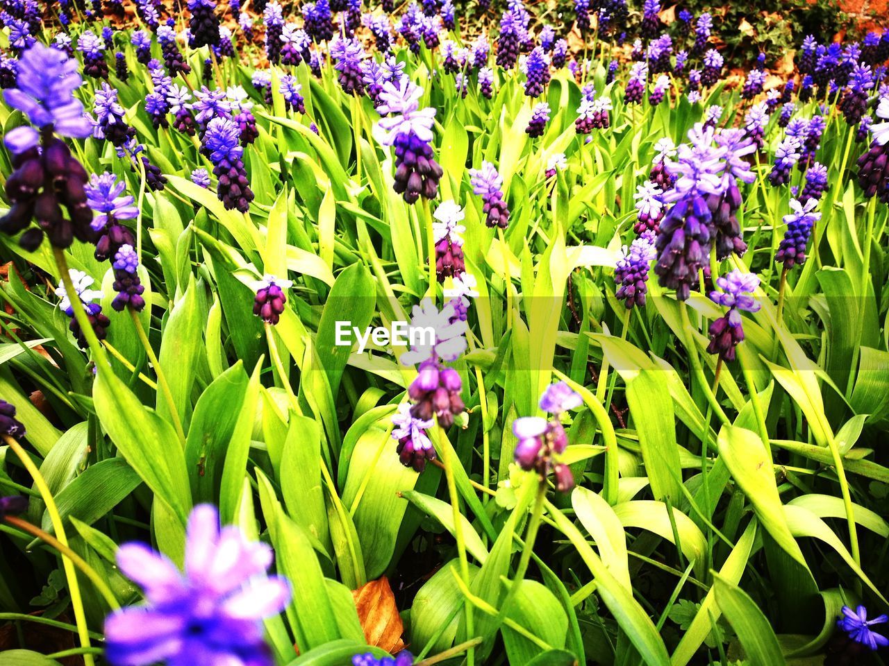 PURPLE FLOWERS BLOOMING IN FIELD