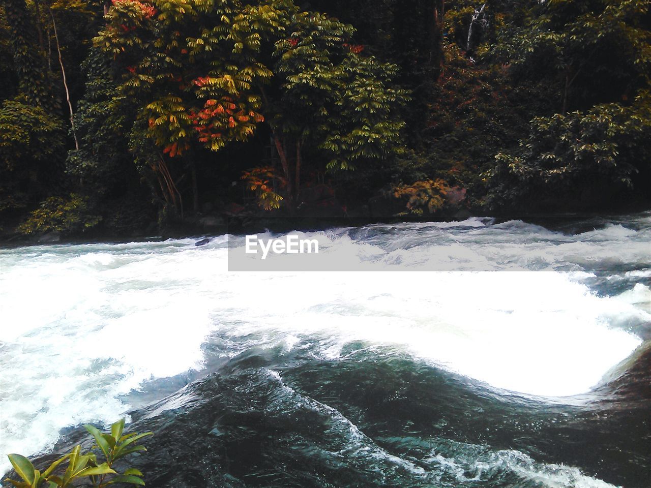 Stream flowing through forest