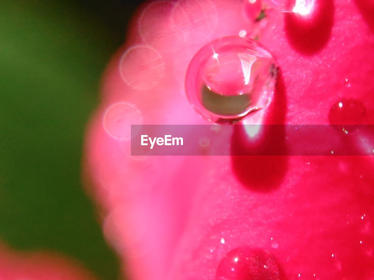 CLOSE-UP OF WATER DROP ON FLOWER